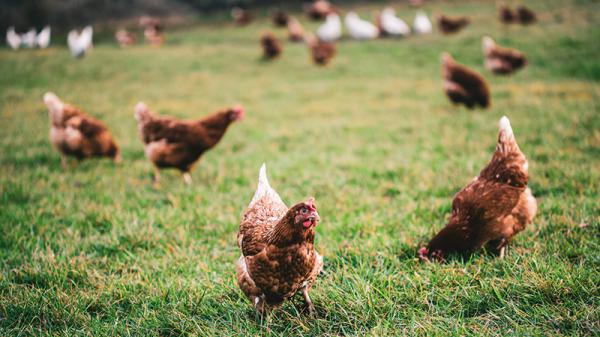 Renforcement des mesures de biosécurité pour lutter contre l'influenza aviaire
