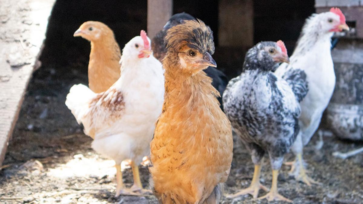 Influenza aviaire La France passe en niveau de risque "élevé"
