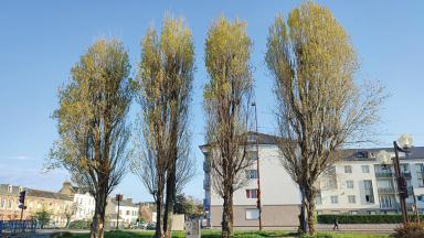 Un abattage contraint