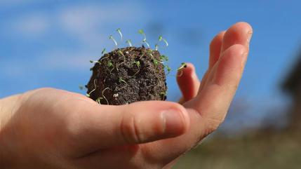 Bombe à fleurs Bombe à fleurs