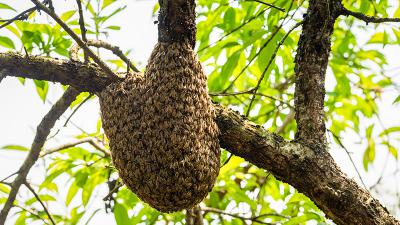 Période d’essaimages, protégeons les abeilles