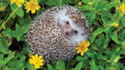 Le CMJ pour la défense des hérissons Le CMJ pour la défense des hérissons