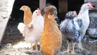 Lutte contre l’influenza aviaire hautement pathogène