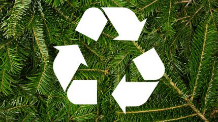 Points de collecte des sapins de Noël Points de collecte des sapins de Noël