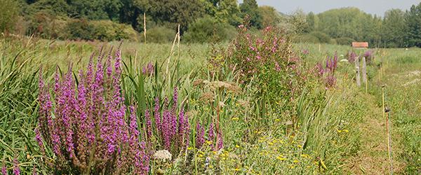 Balade immersive en plein nature