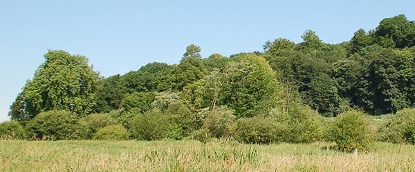 Contes et légendes du bois - Par Touches d'Histoire