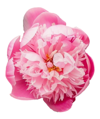 décoration fleur