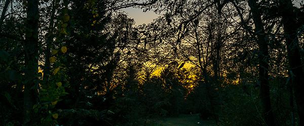 Les mystères de la nuit - Par la LPO Normandie