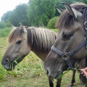 Animation enfants - Domaine du Colmoulins