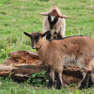 Chèvres - Domaine du Colmoulins