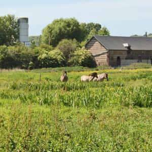 Préparation des animaux avant une animation - Domaine du Colmoulins