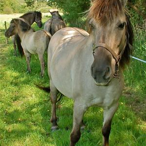 Préparation des animaux avant une animation - Domaine du Colmoulins