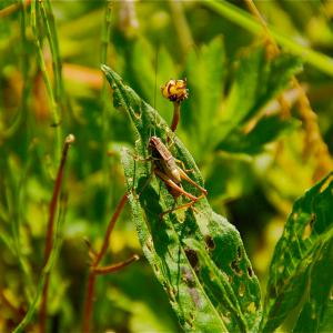 La faune et la flore - Domaine du Colmoulins