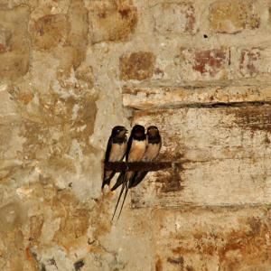 Hirondelles - Domaine du Colmoulins