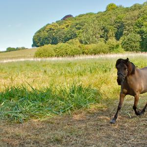 Poney - Domaine du Colmoulins