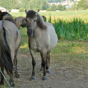 Poneys - Domaine du Colmoulins