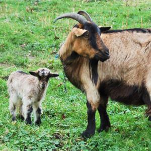 Naissance de chevreaux - Domaine du Colmoulins