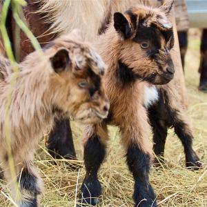 Naissance de chevreaux - Domaine du Colmoulins