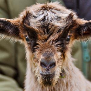 Naissance de chevreaux - Domaine du Colmoulins