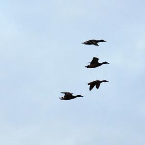 Envol de canards - Domaine du Colmoulins