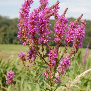 La flore - Domaine du Colmoulins
