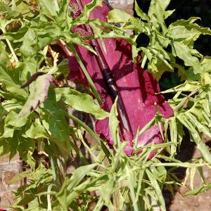 La flore - Domaine du Colmoulins