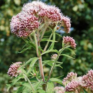 La flore - Domaine du Colmoulins