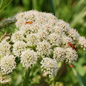 La faune et la flore - Domaine du Colmoulins