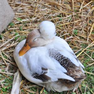 Fête de la Scie 2016