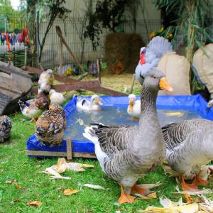 Fête de la Scie 2016