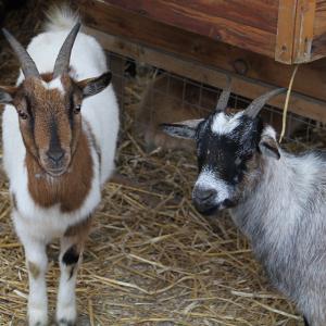 Marché de Noël 2022