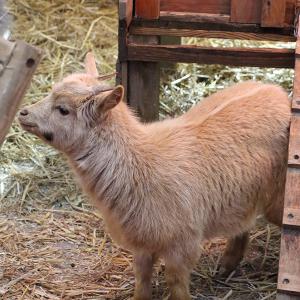 Marché de Noël 2022