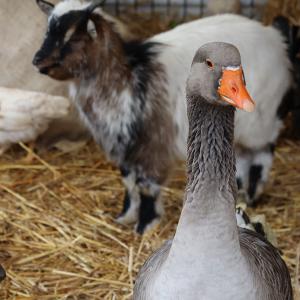 Marché de Noël 2023