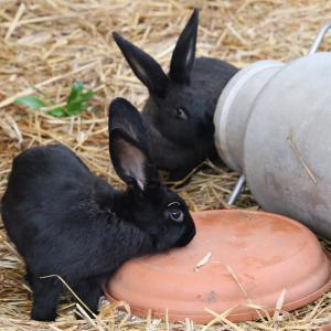 Marché de Noël 2023