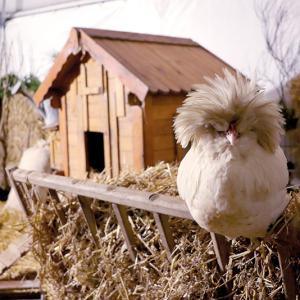 Stéphane Roger - Mini ferme des animaux